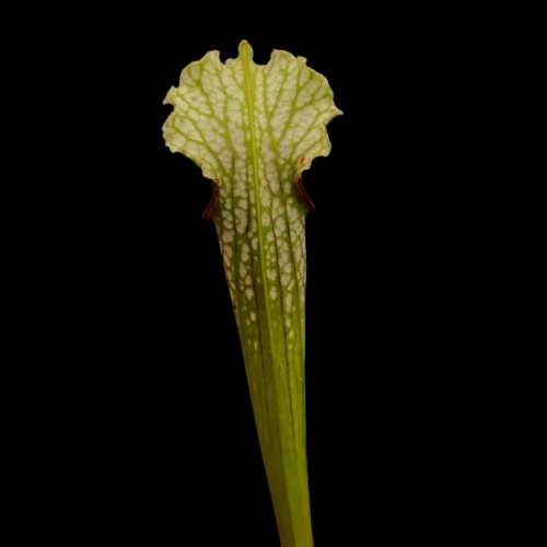 sarracenia x areolata