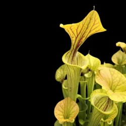 Sarracenia flava cuprea