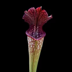 sarracenia leucophylla alata