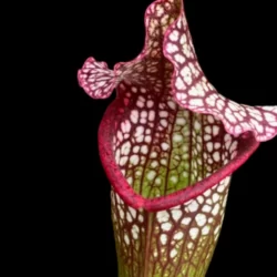 sarracenia leucophylla hybride