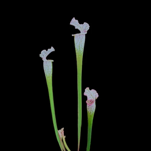 sarracenia leucophylla