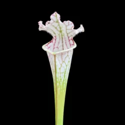 sarracenia leucophylla