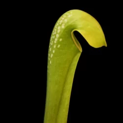 sarracenia minor okefenokeensis