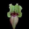 sarracenia purpurea venosa