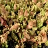 sarracenia purpurea venosa