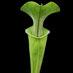 sarracenia oreophila