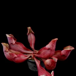 sarracenia purpurea