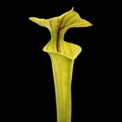 sarracenia flava