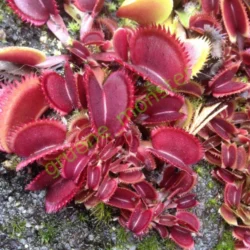 dionaea red sawwtooth