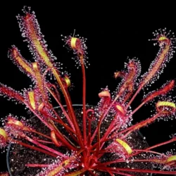 drosera capensis gifberg