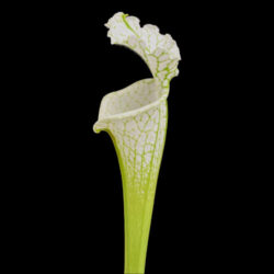 sarracenia leucophylla alba