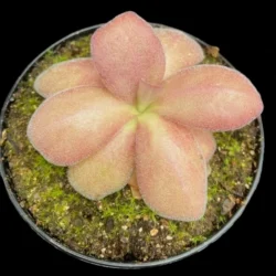 Pinguicula agnata red leaf