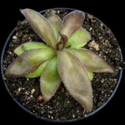 pinguicula red starfish