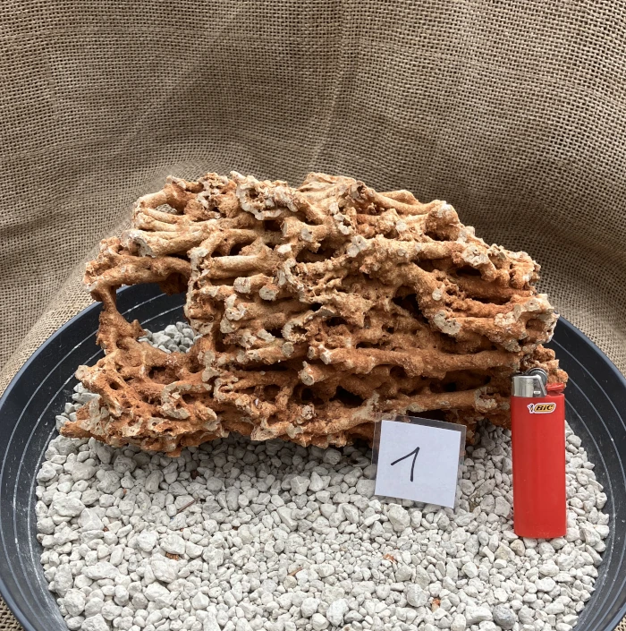 Spaghettistein / Pinguicula Felsen – Bild 2
