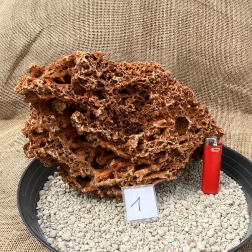 Spaghettistein / Pinguicula Felsen – Bild 2