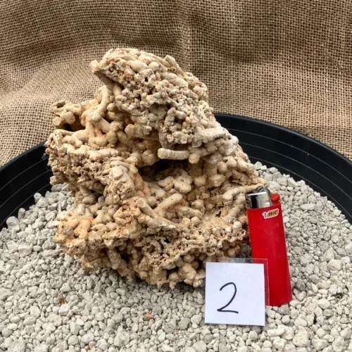 Spaghettistein / Pinguicula Felsen – Bild 3