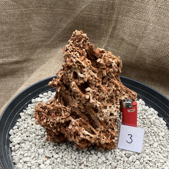 Spaghettistein / Pinguicula Felsen – Bild 4