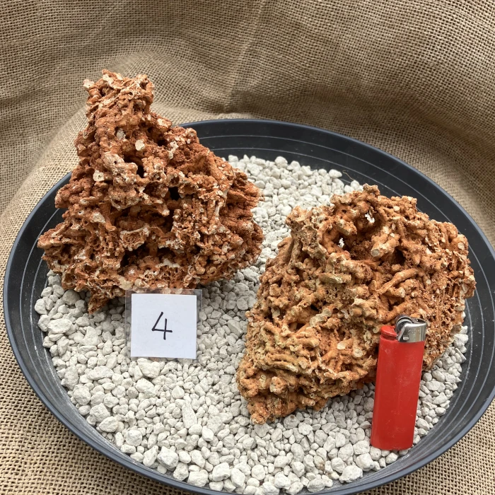 Spaghettistein / Pinguicula Felsen – Bild 5