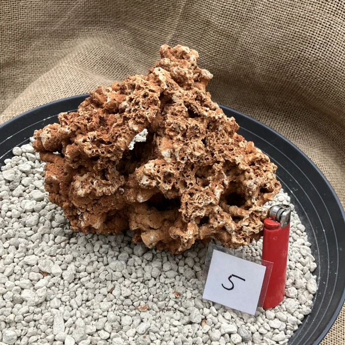 Spaghettistein / Pinguicula Felsen – Bild 6