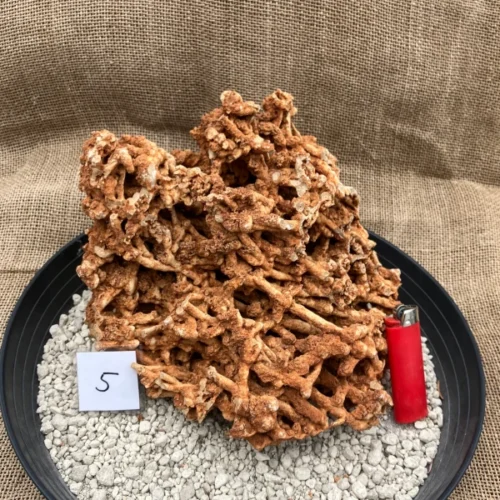 Spaghettistein / Pinguicula Felsen – Bild 6