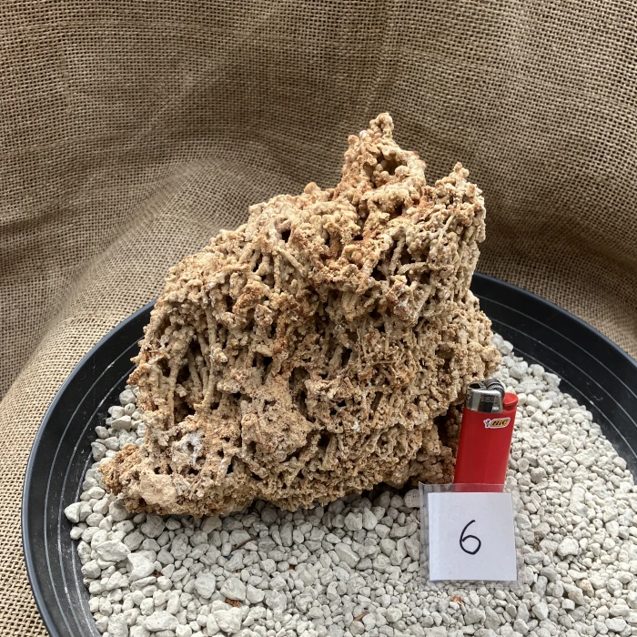 Spaghettistein / Pinguicula Felsen – Bild 7
