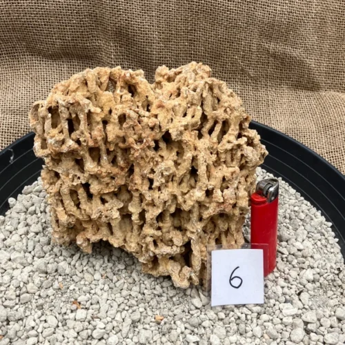 Spaghettistein / Pinguicula Felsen – Bild 7