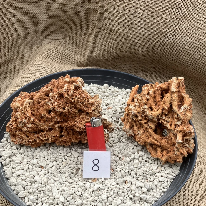 Spaghettistein / Pinguicula Felsen – Bild 9