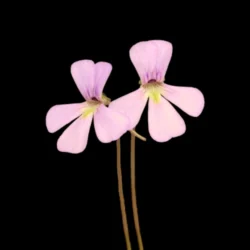 Pinguicula.jaumavensis