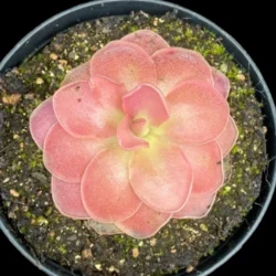 pinguicula weser