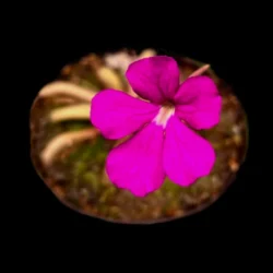 pinguicula anna