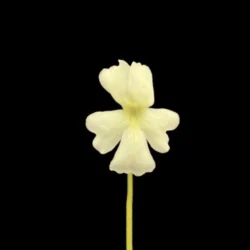 golden eye pinguicula