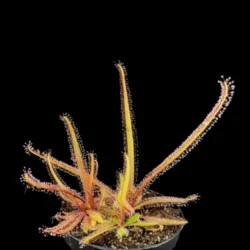 drosera adelae