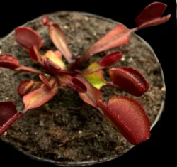 dionaea red periscope