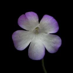 pinguicula conzattii