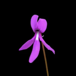 pinguicula orchidiodes