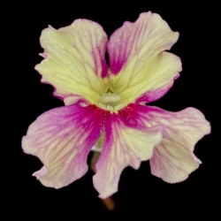 Pinguicula x „Razzberry Blonde“