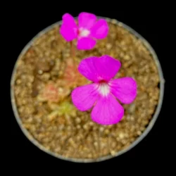 ehlersiae gertrudis