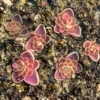 pinguicula ixmiquilpan
