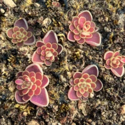 pinguicula ixmiquilpan