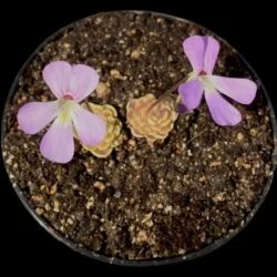 pinguicula ehlersiae victoria