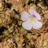 pinguicula el mirador