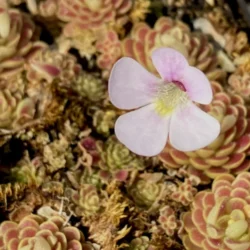 pinguicula el mirador