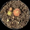 pinguicula el mirador
