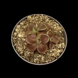 pinguicula esseriana el cielo
