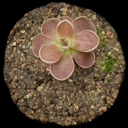 Pinguicula esseriana "El Cielo"