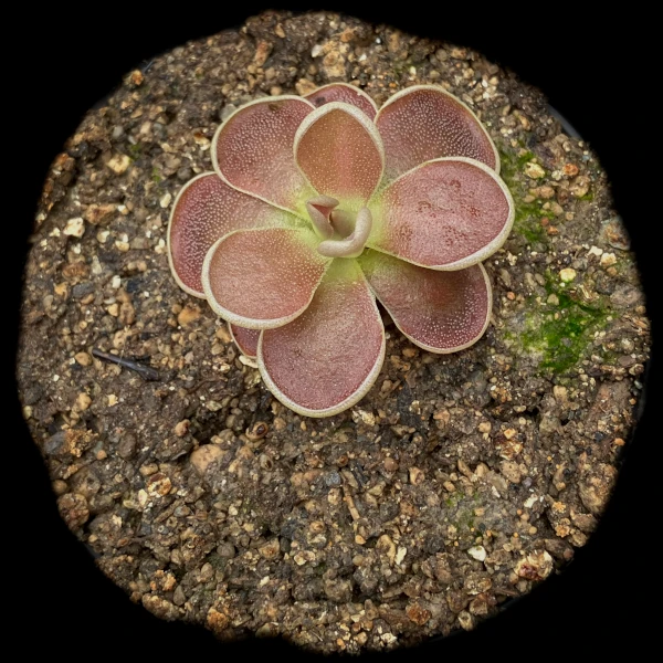Pinguicula esseriana "El Cielo"