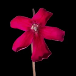 pinguicula laueana cp2
