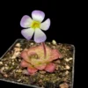 pinguicula martinezii