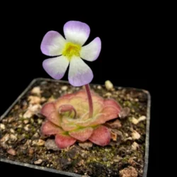 pinguicula martinezii