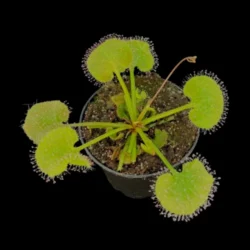 drosera prolifera